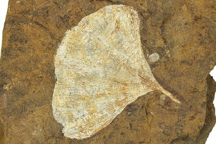 Paleocene Fossil Ginkgo Leaf - North Dakota #271079